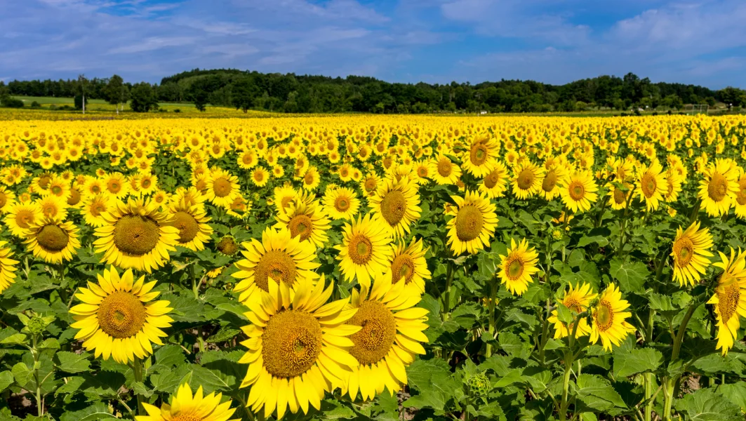 ทุ่งทานตะวัน ลพบุรี