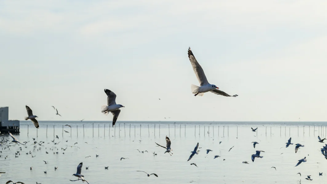สถานตากอากาศบางปู สมุทรปราการ