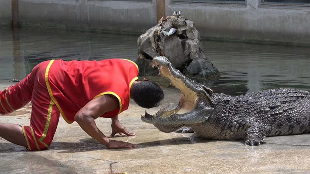 2. Samutprakarn Crocodile Farm and Zoo – The largest crocodile farm in Thailand
